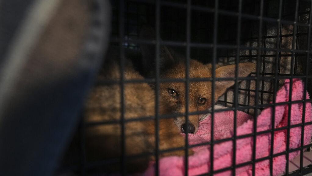 London's red foxes get a lifeline in The Fox Project